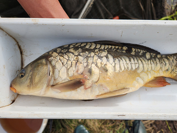 karp1